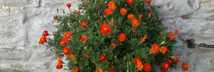 Fiore Arancione Photogallery img